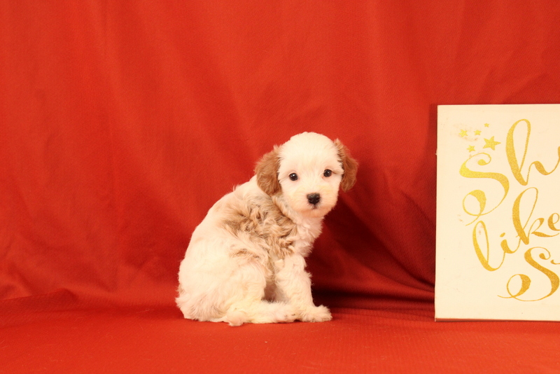 puppy, for, sale, Cavapoo, Matthew B. Stoltzfus, dog, breeder, Gap, PA, dog-breeder, puppy-for-sale, forsale, nearby, find, puppyfind, locator, puppylocator, aca